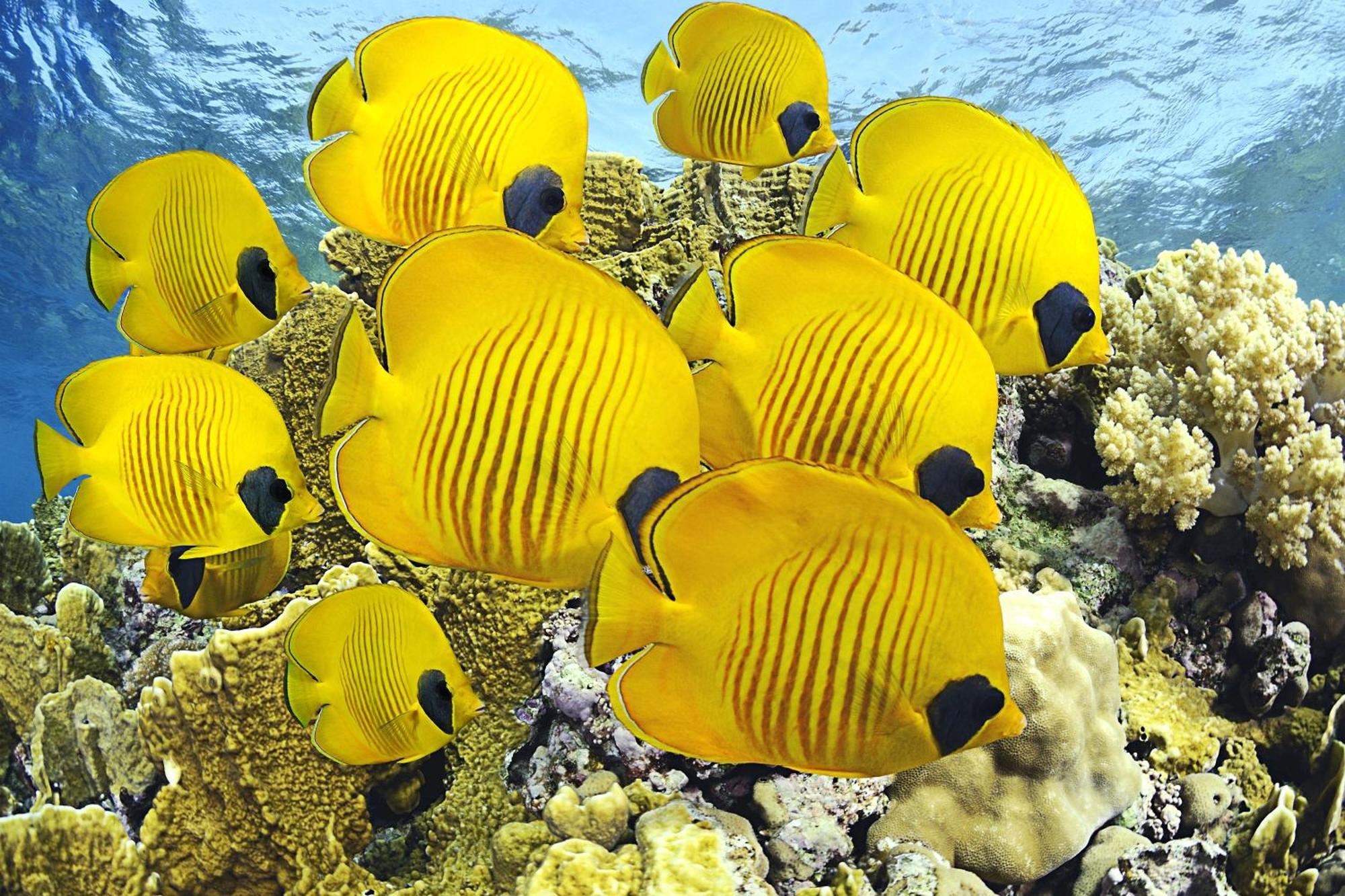 Roxon Red Sea Eilat - Adults Only Hotell Exteriör bild